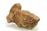Flower-Like Sandstone Concretion - Pseudo Stromatolite #287080-1